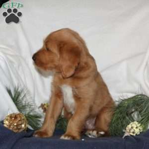 Comet, Labrador Mix Puppy